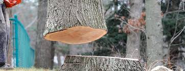 How Our Tree Care Process Works  in  Mckinney, TX