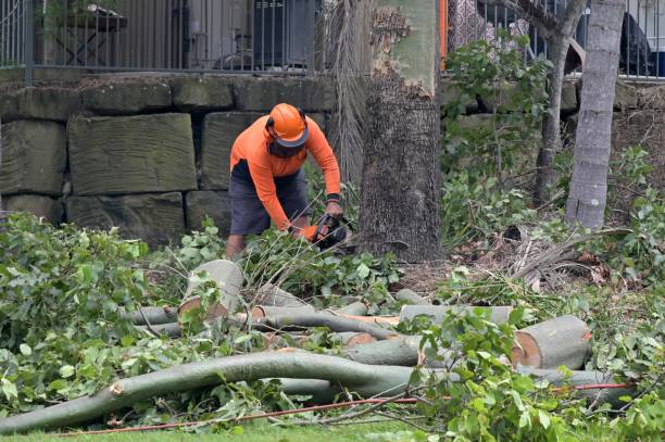 Mckinney, TX Tree Services Company